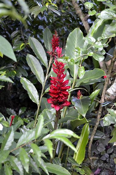 Thekkady, Abrahams Spice Garden,_DSC7206_H600